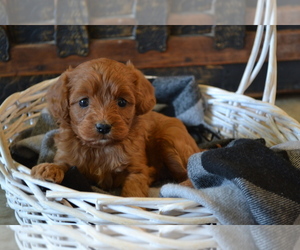 Medium Cavapoo (Miniature)