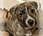 Small #6 Plott Hound Mix