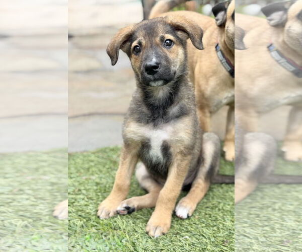 Medium Photo #4 German Shepherd Dog-Unknown Mix Puppy For Sale in The Woodlands, TX, USA
