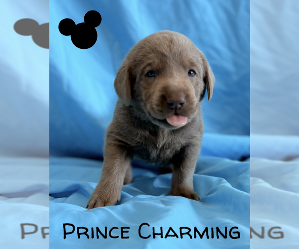 Medium Photo #10 Labrador Retriever Puppy For Sale in VONA, CO, USA
