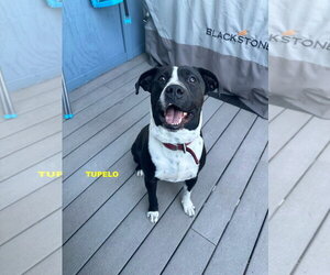 TUPELO - Male Labrador Retriever-Unknown Mix Dog for Adoption - Photo #5
