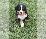 Puppy Puppy 3 Bernese Mountain Dog