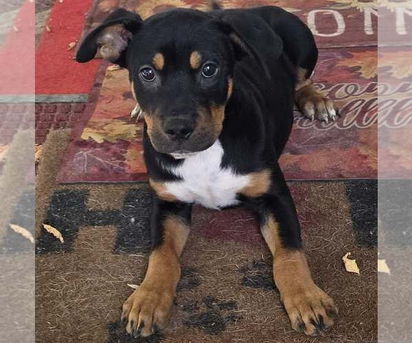 Medium Photo #1 Shepweiller Puppy For Sale in SHERBURNE, NY, USA