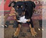 Brahman (NY-Shari) - Male Shepweiller Dog for Adoption - Small photo