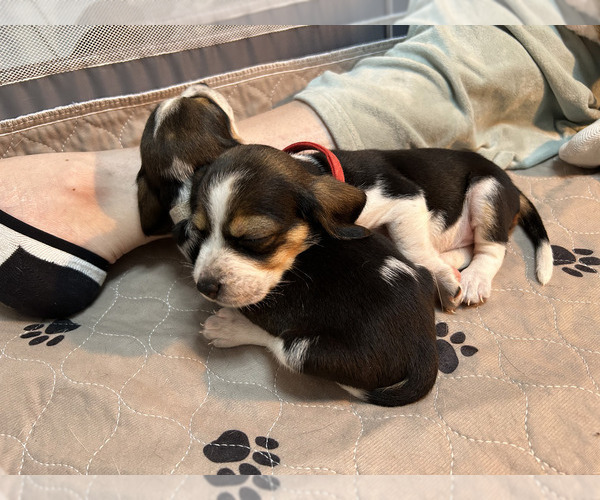 Medium Photo #3 Beagle Puppy For Sale in ORLANDO, FL, USA