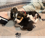 Small #2 Beagle