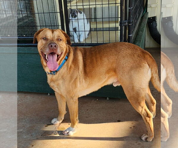 Medium Photo #1 Mutt Puppy For Sale in Clinton, OK, USA