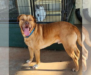 Mutt Dogs for adoption in Clinton, OK, USA