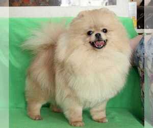 Father of the Pomeranian puppies born on 06/24/2021