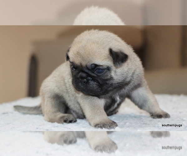 Medium Photo #14 Pug Puppy For Sale in WINNSBORO, TX, USA