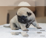 Small #13 Pug