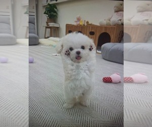 Maltese Puppy for sale in CLERMONT, FL, USA