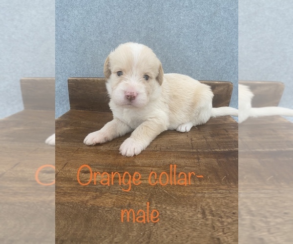 Medium Photo #1 Labradoodle Puppy For Sale in THOMASVILLE, GA, USA