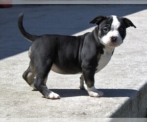 American Bully Puppy for Sale in LEHIGH ACRES, Florida USA