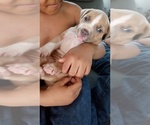 Small Photo #1 American Pit Bull Terrier Puppy For Sale in NEWARK, NJ, USA