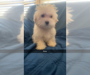 Medium Maltipoo (Miniature)
