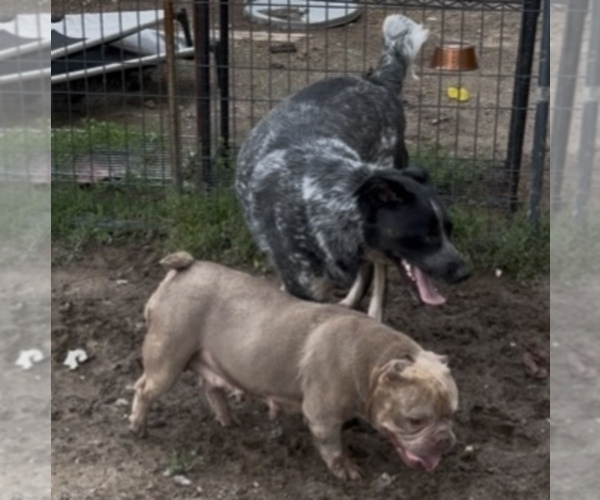 Medium Photo #7 Texas Heeler Puppy For Sale in RICHMOND, VA, USA