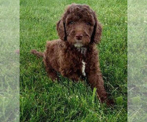 Poodle (Standard) Puppy for sale in MILLERSBURG, OH, USA