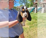 Small #1 Basset Hound
