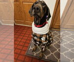 Small Photo #8 Doberman Pinscher Puppy For Sale in Minneaoplis, MN, USA