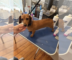 Father of the Dachshund puppies born on 05/26/2025