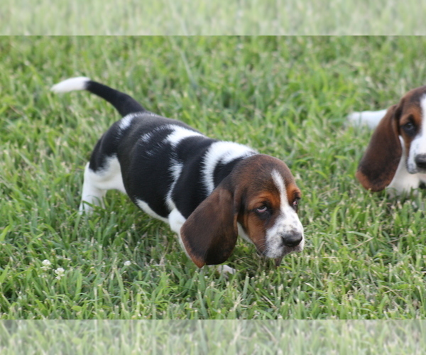 Medium Photo #9 Basset Hound Puppy For Sale in MEMPHIS, MO, USA