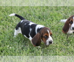 Small Photo #9 Basset Hound Puppy For Sale in MEMPHIS, MO, USA
