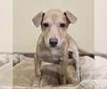 Small #4 Mutt