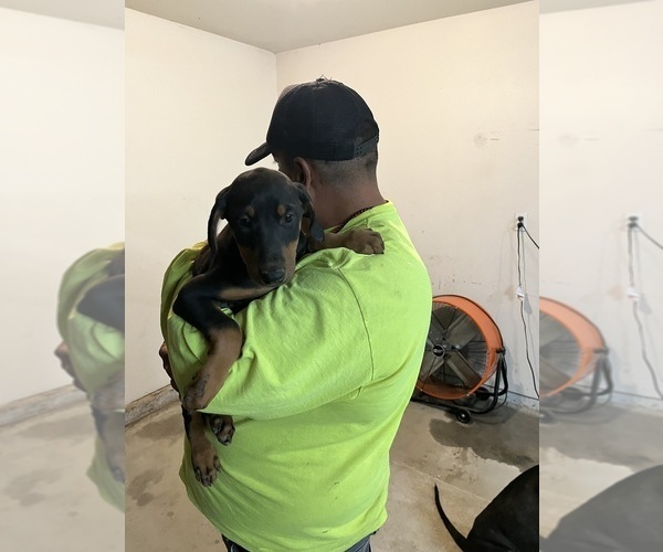 Medium Photo #5 Doberman Pinscher Puppy For Sale in HESPERIA, CA, USA