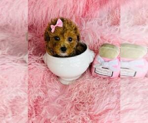 Poodle (Toy) Puppy for sale in TAMPA, FL, USA