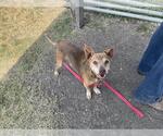 Small #1 American Staffordshire Terrier Mix
