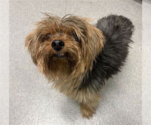 Mutt Dogs for adoption in Rancho Cucamonga, CA, USA