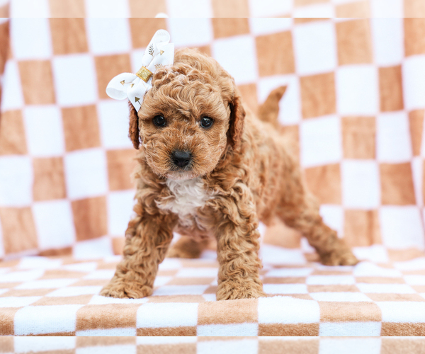 Medium Photo #3 Cavapoo mix (+ Poodle Miniature) Puppy For Sale in LIBERTY, KY, USA