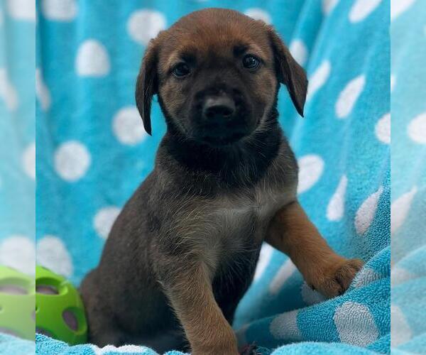 Medium Photo #3 Labrador Retriever-Unknown Mix Puppy For Sale in San Diego, CA, USA