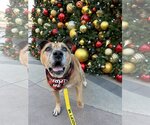 Small #2 American Pit Bull Terrier Mix