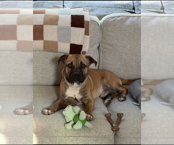 Medium Photo #1 American Pit Bull Terrier-Basset Hound Mix Puppy For Sale in Ball Ground, GA, USA