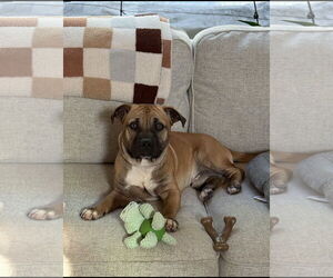 American Pit Bull Terrier-Basset Hound Mix Dogs for adoption in Ball Ground, GA, USA