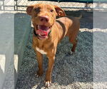 Small #2 Labrador Retriever-Rhodesian Ridgeback Mix