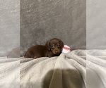 Small #3 Dachshund