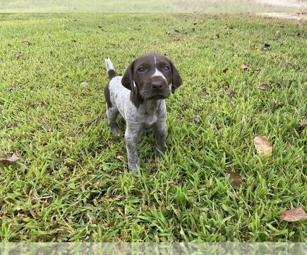 Medium Photo #6 German Shorthaired Pointer Puppy For Sale in CONCORD, NC, USA