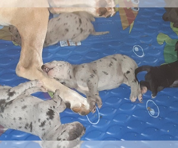 Medium Photo #8 Great Dane Puppy For Sale in PIERSON, MI, USA