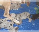Small Photo #8 Great Dane Puppy For Sale in PIERSON, MI, USA