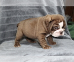 Small Photo #16 Bulldog Puppy For Sale in BRANDON, FL, USA