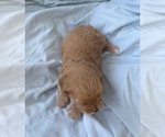 Small Photo #41 Cavapoo Puppy For Sale in PENSACOLA, FL, USA