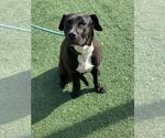 Small #1 American Pit Bull Terrier-Labrador Retriever Mix
