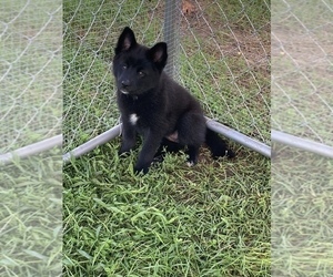 Pomsky Puppy for sale in CROGHAN, NY, USA