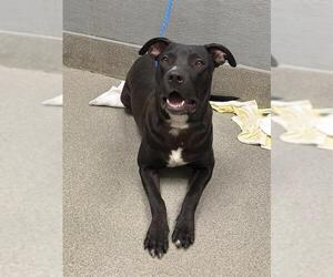 American Pit Bull Terrier-Unknown Mix Dogs for adoption in Las Vegas, NV, USA