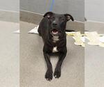Small American Pit Bull Terrier Mix