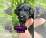 Small Photo #7 Goldendoodle Puppy For Sale in WINFIELD, TN, USA