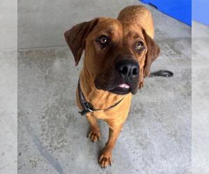 Labrador Retriever-Unknown Mix Dogs for adoption in Palmetto, FL, USA
